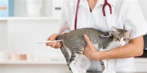 Fever in Cats: Symptoms, Causes, Diagnosis & Treatment - Cats.com