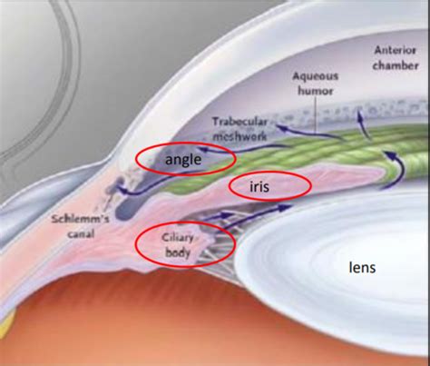 Anatomy: Iridocorneal Angle Flashcards | Quizlet