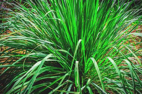 Growing Lemongrass: Best Varieties, Planting Guide, Care, Problems, and Harvest | Lemongrass ...