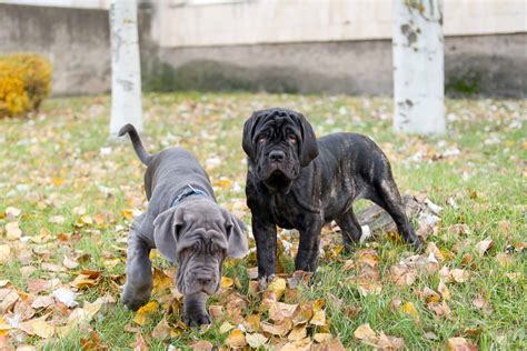 Cane Corso vs. Neapolitan Mastiff: What’s the Difference?