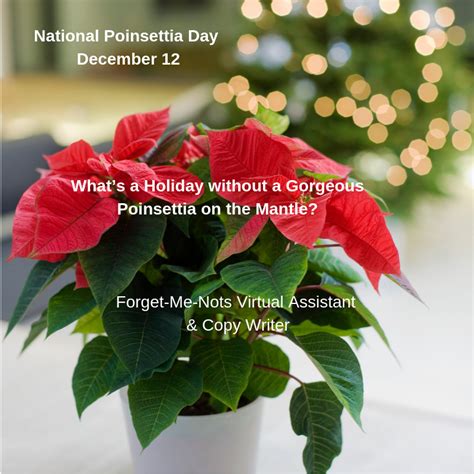 Poinsettia On The Mantle - National Poinsettia Day | Inspirational ...