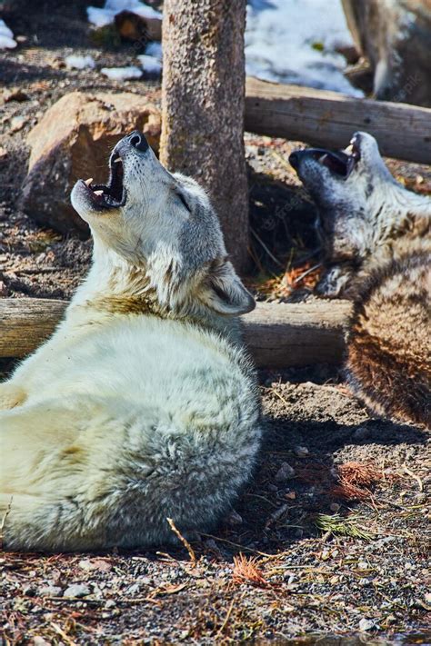 Premium Photo | Howling pair of wolves in winter