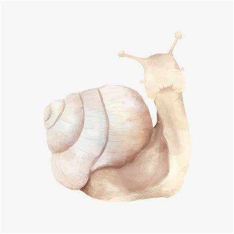 Cute snail watercolor illustration psd | Free PSD - rawpixel