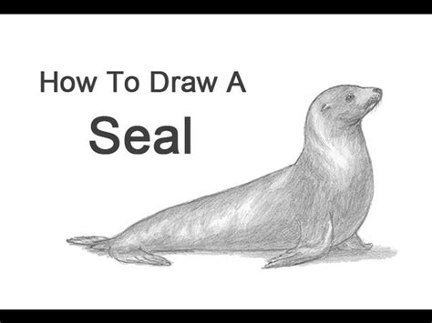 How To Draw A Easy Sea Lion