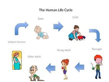 Human Life Cycle / Learn Human Life Cycle - PDF Worksheet #kids # ...