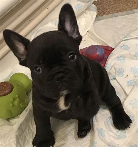 French Bulldog Puppies For Sale | Denver, CO #274817