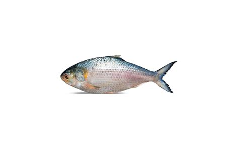 Hilsa Fish 8/12 – Desi Grocery