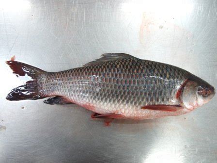 Rohu Fish Curry Cut - Bengali Cut Fresh Rohu Fish | Fleshkart.com