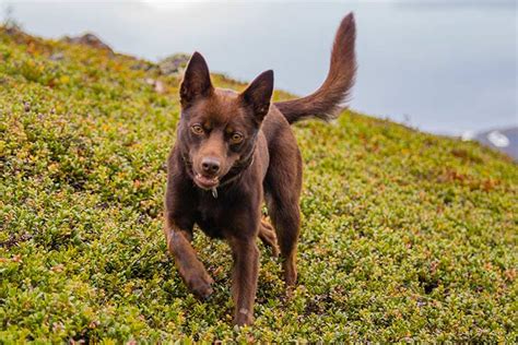 Are Kelpies Good Guard Dogs