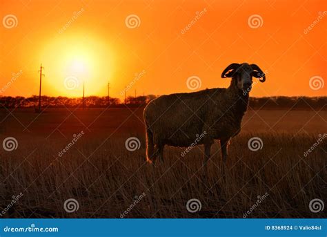 Sheep sunset stock photo. Image of horn, silhouette, lamb - 8368924