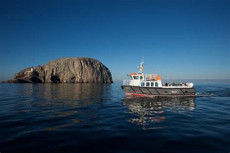 Amazing life-time experience watching beautiful nesting sea birds on Craigleith and Bass Rock ...