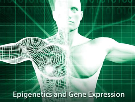 Epigenetics and Gene Expression