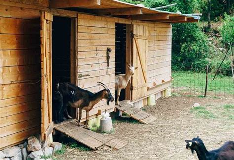 Goat Housing: Everything You Need to Know