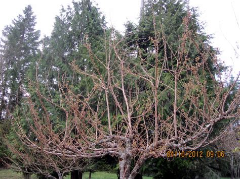 Tree Trimming, Before and After | DANA HOAGLUND