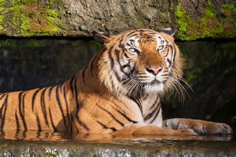 The Most Endangered Tigers in the World | Reader's Digest