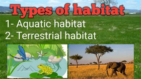 Types of habitats #Aquatic habitat # - YouTube