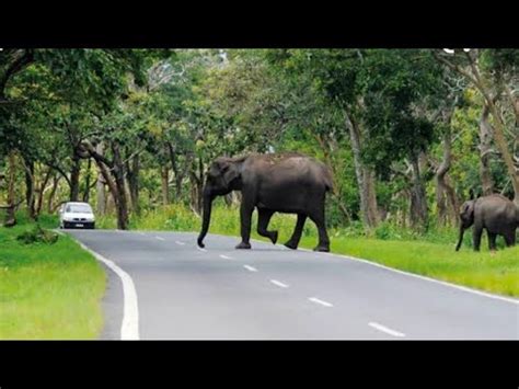 Mysore to Ooty Road trip(Part-1)(Bandipur,Mudumalai Tiger Reserve,Masinagudi,Kallati road,Ooty ...