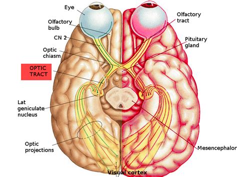 Optic Chiasm Anatomy - Anatomy Book