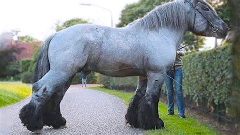 15 Most Powerful Horse Breeds In The World - YouTube