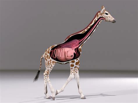 Giraffe Neck Anatomy