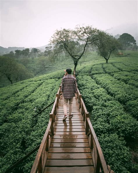 Kebun Teh Wonosari Malang - Info Harga Tiket Masuk, Rute Dan Jam Buka - Wisatainfo