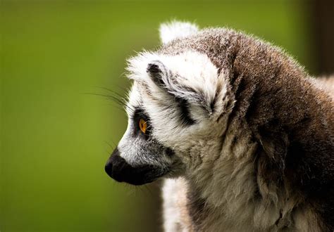 HD wallpaper: ring tailed lemur, madagascar, wildlife, animal, nature, mammal | Wallpaper Flare