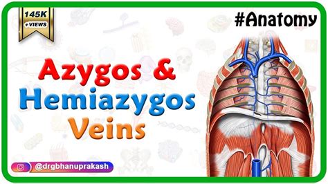 Azygos Vein Diagram