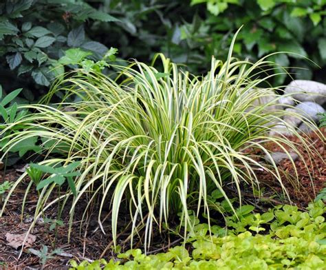 Golden Variegated Sweet Flag | A Tree Garden