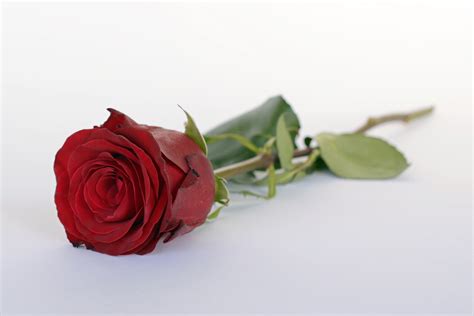 Images Gratuites : Rose, une rose, romance, romantique, amour, fleur, Floraison, fleurs, la ...