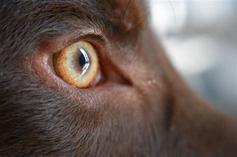 Taking Care of Your Dog's Eyes | CleverPet