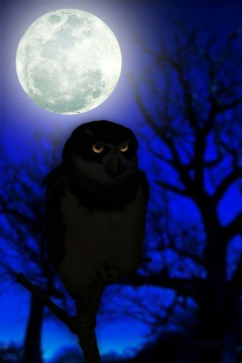 Full moon | Owl, Bird, Night