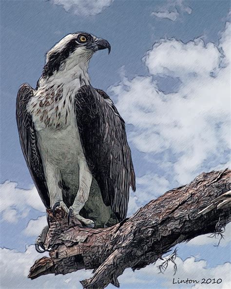 Osprey Digital Art by Larry Linton - Fine Art America