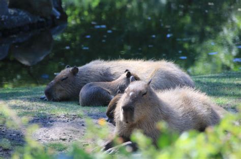 Capybara Spotters Report | Dobby the Capybara