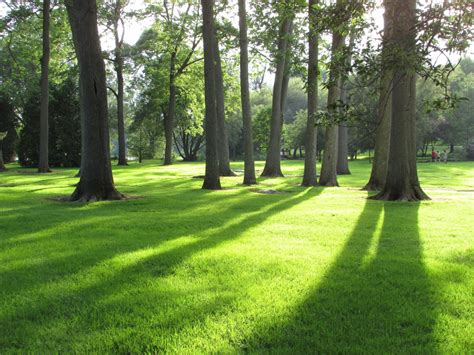 Free Images : tree, nature, forest, grass, lawn, meadow, sunlight ...