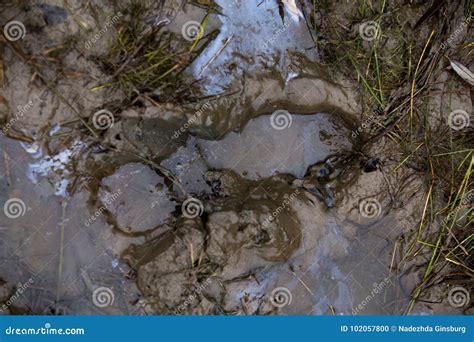 Dirt. Autumn Mud, Puddles, Dirty Ground Stock Photo - Image of groundautumndirty, landscape ...