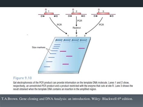 Primer designing for pcr and qpcr and their applications