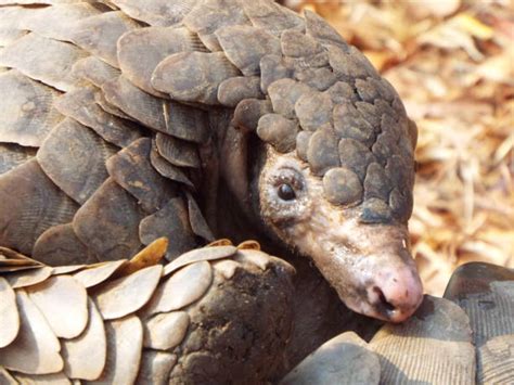 260+ Pangolin Scales Stock Photos, Pictures & Royalty-Free Images - iStock