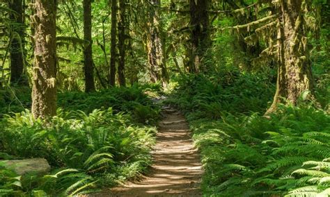 Ultimate Guide To The Hoh Rainforest in Washington For 2022 - Hiking ...