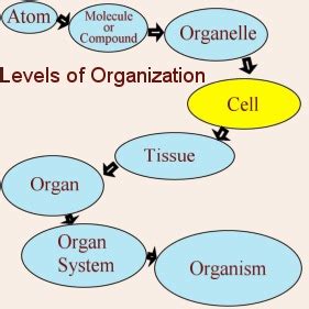 Cells Are Us : Levels of Organization - PEER Program (Youth STEM Promotion)