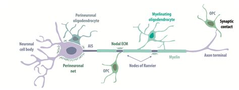 Life | Free Full-Text | Neuron–Oligodendrocyte Communication in Myelination of Cortical ...