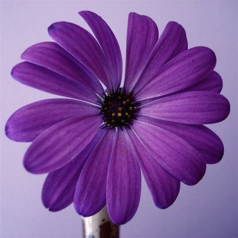 beautiful purple daisy.jpg