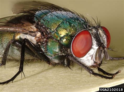 common green bottle fly - Lucilia sericata (Meigen)