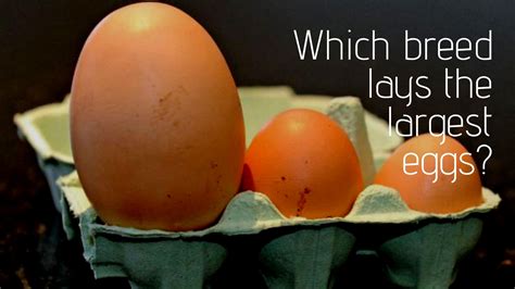 What Chicken Breed Lays The Largest Eggs? - eFowl | Chicken breeds, Egg ...