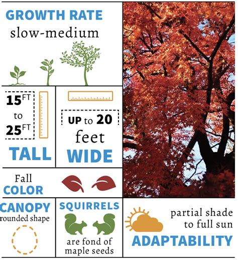 Tree Species Feature: Japanese Maple - TreesCharlotte