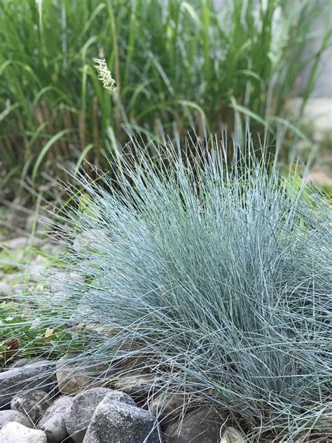 Ornamental Grasses - Grow Purple Love Grass, Perennial Plants - Burpee