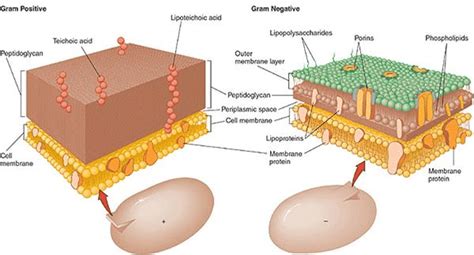 Gram Positive Cell Wall Diagram