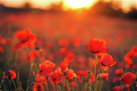 Beautiful Sunset Over Poppy Field by Levente Bodo