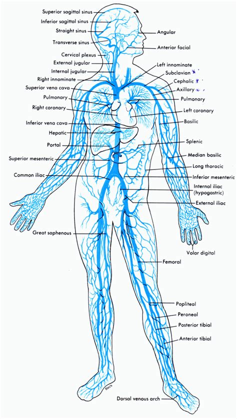 veins/الأوردة /静脉(Jìngmài) | Step by step into english in English