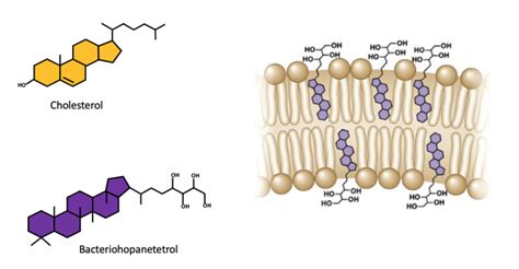 Bacterial hopanoids – Chimie et Biochimie de Molécules Bioactives