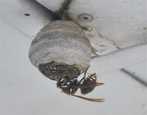 Queen BaldFaced Hornet Builds Nest - What's That Bug?